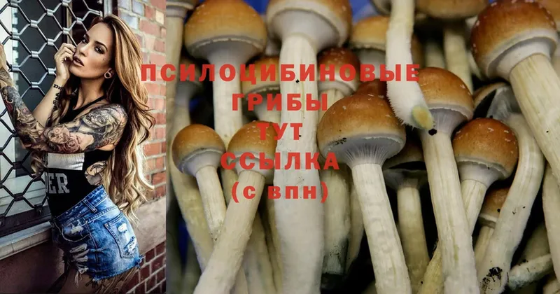 Псилоцибиновые грибы Magic Shrooms  как найти   Белореченск 